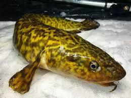 5 Facts About The Eelpout Fish | River Bend Resort