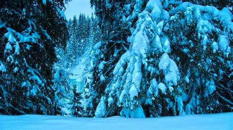 Download Wallpaper 1366x768 Winter Trees Spruce Snow Landscape