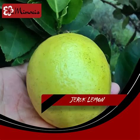 Jual Promo 4 Pohon Jeruk Lemon Lemon Tea Mirwais Shopee Indonesia