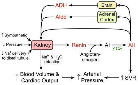 Flow Diagram Of The Renin Angiotensin Aldosterone System Sys