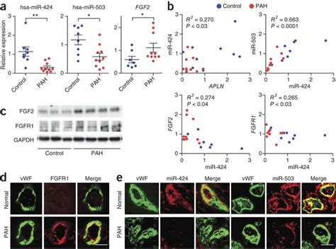 Downregulation Of MiR 424 And MiR 503 In PAH Is Associated With