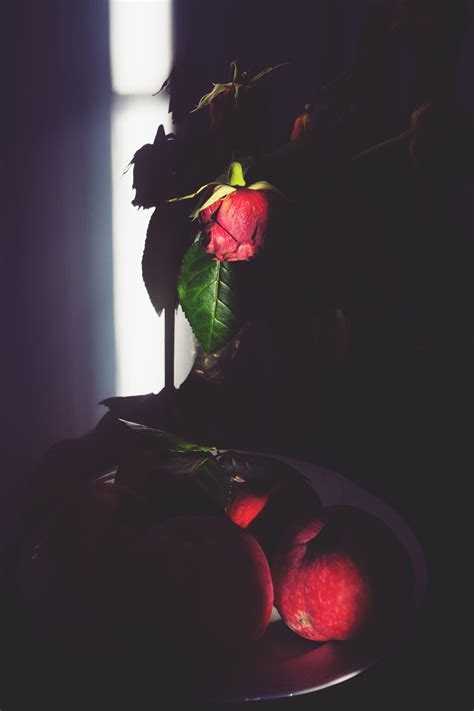 Dead Rose Wallpapers Top Free Dead Rose Backgrounds Wallpaperaccess