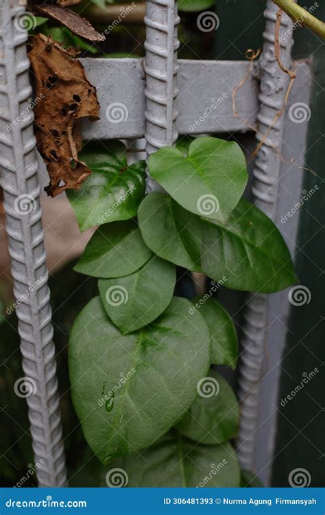 plant anredera cordifolia stock photography cartoondealercom