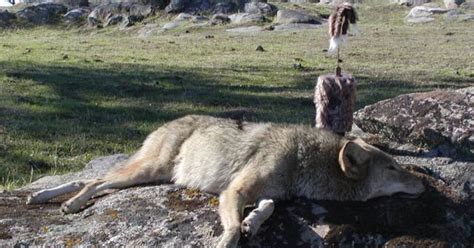 From The Readers California Coyote Hunting Grand View Outdoors