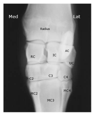 Diagram Of Equine Carpus Radiograph Quizlet