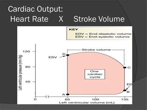 Stroke Volume Vs Cardiac Output