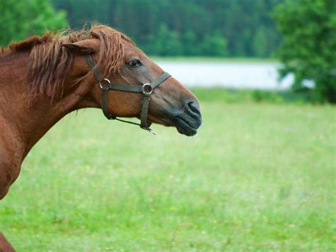 Common Mistakes To Avoid When Approaching A Horse