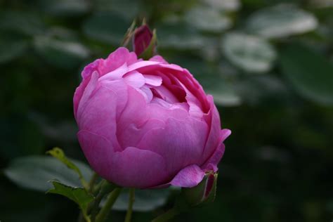 Royal Jubilee®{Auspaddle} | Gradinuta cu flori