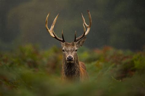 Red Deer Deer Species The British Deer Society
