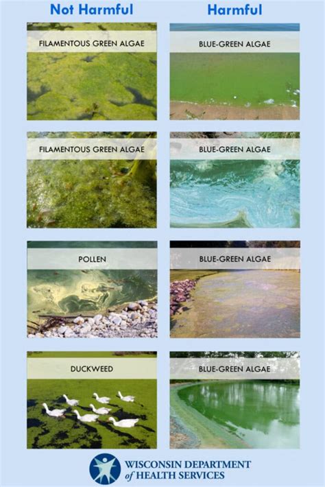 understanding harmful algal blooms mccloud aquatics  expert