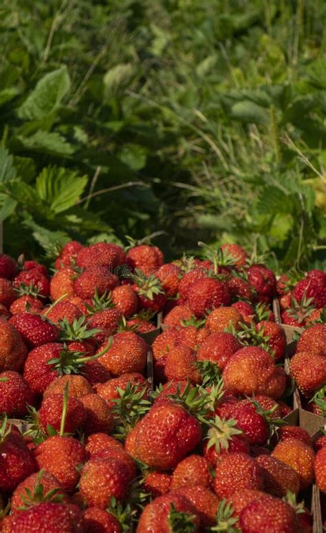 Fresas Rojas Maduras Fondo De Fresa Foto De Archivo Imagen De