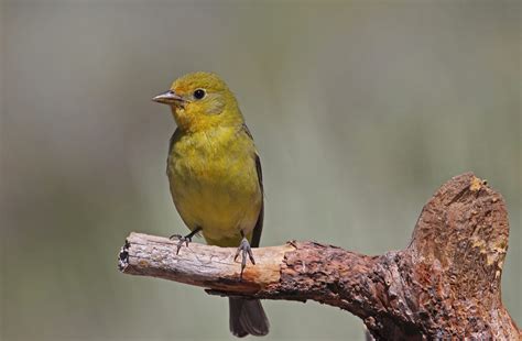 Western Tanager East Cascades Audubon Society