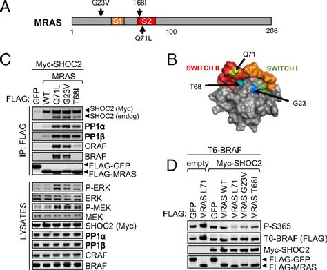 Shoc2mraspp1 Complex Positively Regulates Raf Activity And