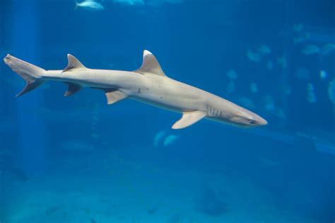 Free Stock Photo 7405 White tip reef shark | freeimageslive