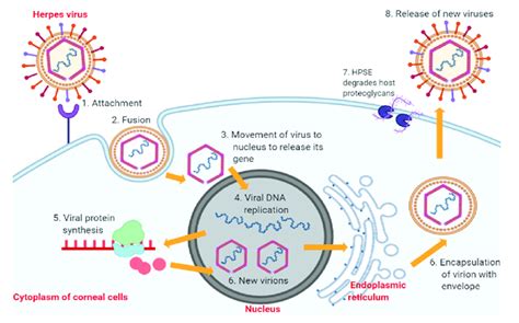 Stages Of Hsv Replication In Corneal Epithelial Cells Abbreviation