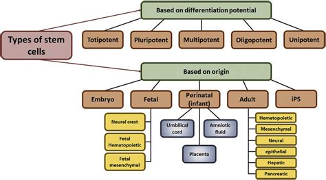 Classification Of Stem Cells Download Scientific Diagram