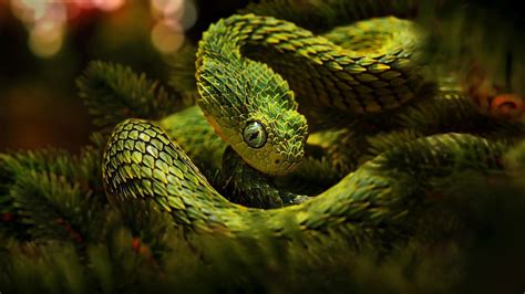 Download Animal Viper Image