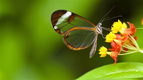 butterfly  wallpapers top  butterfly  backgrounds
