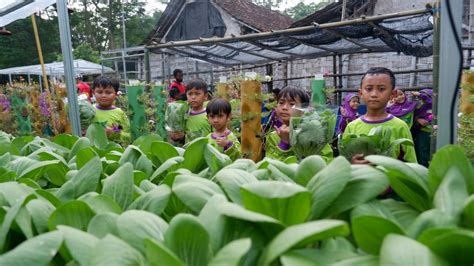 Ternyata Mudah Menanam Sayur Hidroponik Sekolah Islam Mutiara Anak