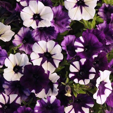 Purple Tie Dye Hybrid Shock Wave Petunia Seeds 5965 | OSC Seeds