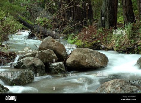 limekiln woods  res stock photography  images alamy