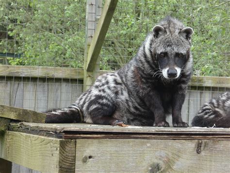 African Civet Zoochat