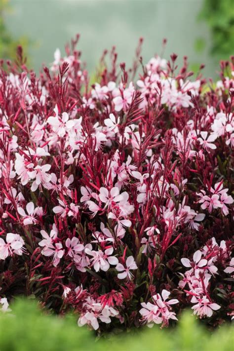 Gaura Lindheimeri Gaudi Light Pink P9 Cm