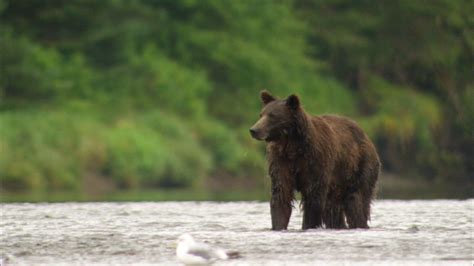 Fortress of the Bears | Behind-the-Scenes Filming with Bears | Nature | PBS