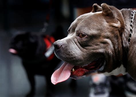 UK Prime Minister Rishi Sunak announces ban on American XL bully dogs