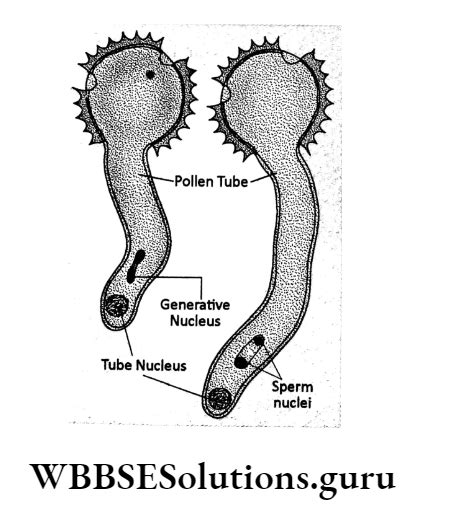 Wbbse Solutions For Class Life Science Chapter Continuity Of Life