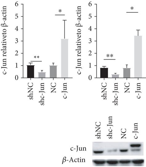 C Jun Controls The Proliferative And Migratory Capacities Of HUC MSCs