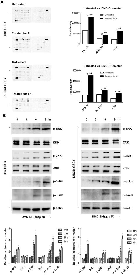 Demethoxycurcumin Analogue DMC BH Inhibits Orthotopic Growth Of Glioma