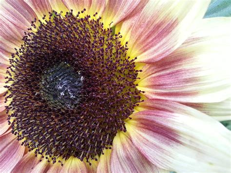 sunflower ruby eclipse seeds   uk justseed