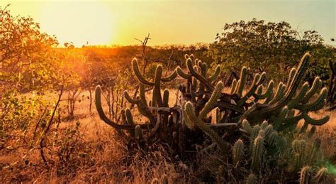 Caatinga perdeu 160 mil hectares de superfície de água e mais de 10% de ...