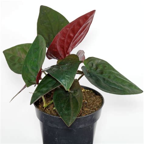 Red Arrow Syngonium (Syngonium erythrophyllum)