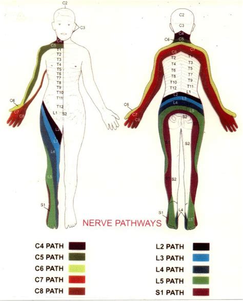 nerve route mamp nerve pathways muscle anatomy