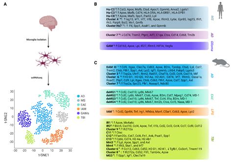 Cells Free Full Text Profiling Microglia Through Single Cell Rna