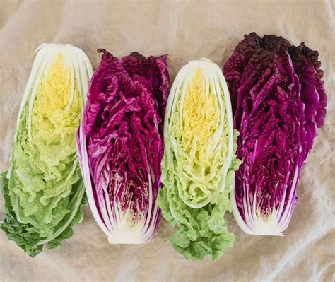 What Is Napa Cabbage A Tastefully Satisfying Guide — Hitchcock Farms