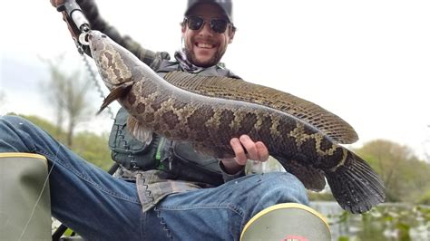 7.2 lbs Northern snakehead caught on topwater. What a thrill!! : r/Fishing