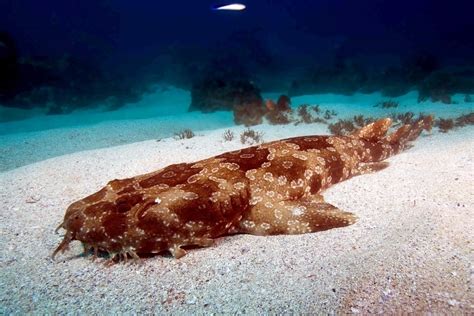 Wobbegong Shark – "OCEAN TREASURES" Memorial Library