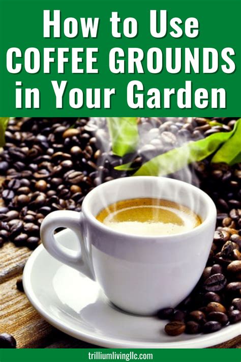 Learn How To Properly Use Coffee Grounds In Your Garden Coffee Grounds