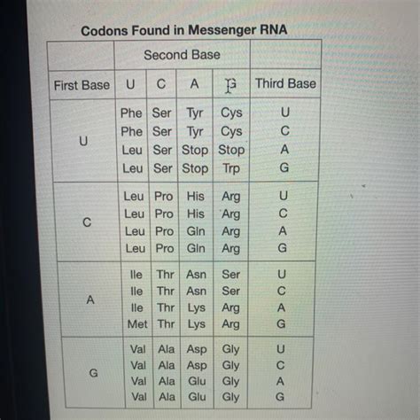 This Table Shows The Codons Found In Messenger RNA Using This