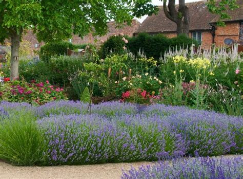 Buy Hedges Lavender Munstead