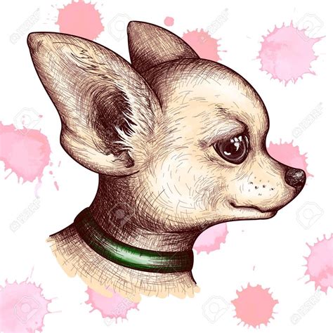Imágenes De Perros Chihuahua Para Colorear