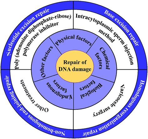 Frontiers Research Progress On The Role And Mechanism Of Dna Damage