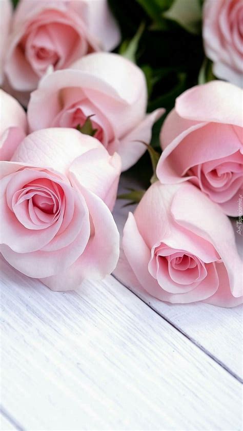 Pin By Iqra Naz On Flowers Beautiful Flowers Wallpapers Pink