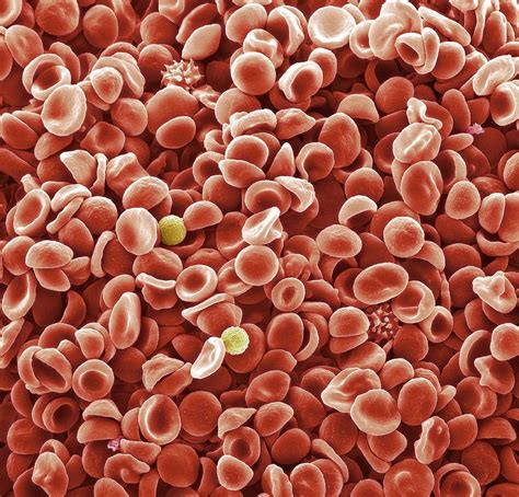 Human Blood Cells, Sem Photograph by Steve Gschmeissner - Fine Art America