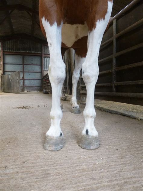 Rockley Farm: Hoof growth, foot balance and frogs - Itsy's final update
