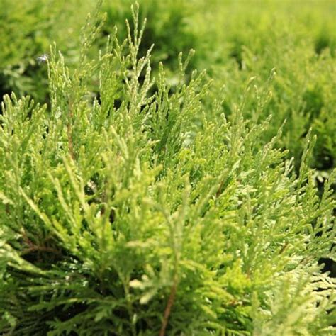 Thuja occidentalis Danica Aurea Conifère nain en boule et au