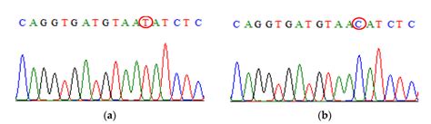 Direct Dna Sequencing Result For Il Rs Polymorphism A The